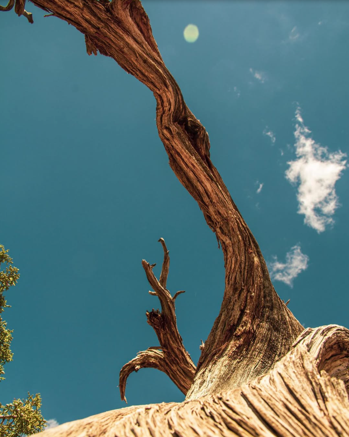 Joshua Tree