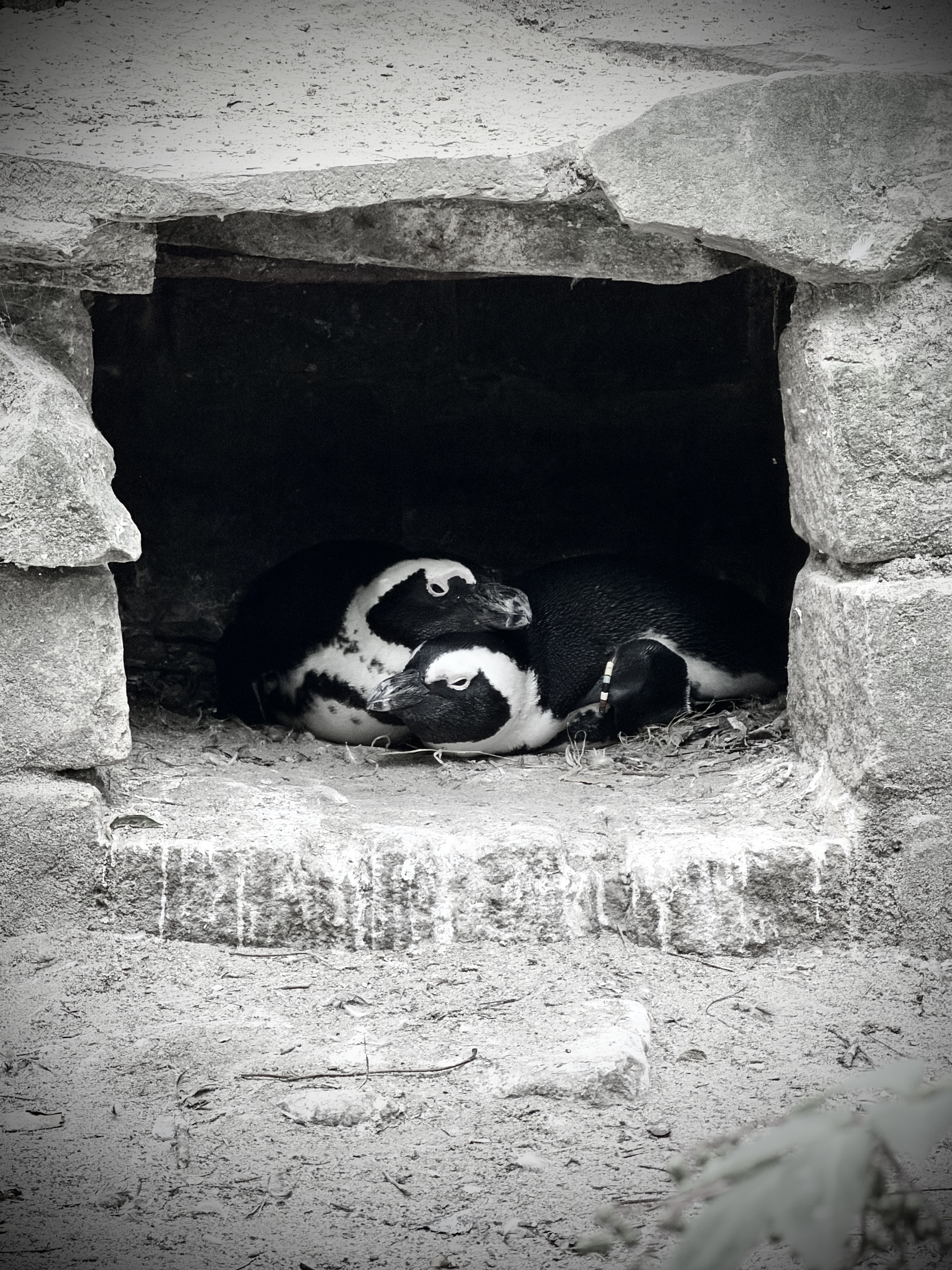 Penguins