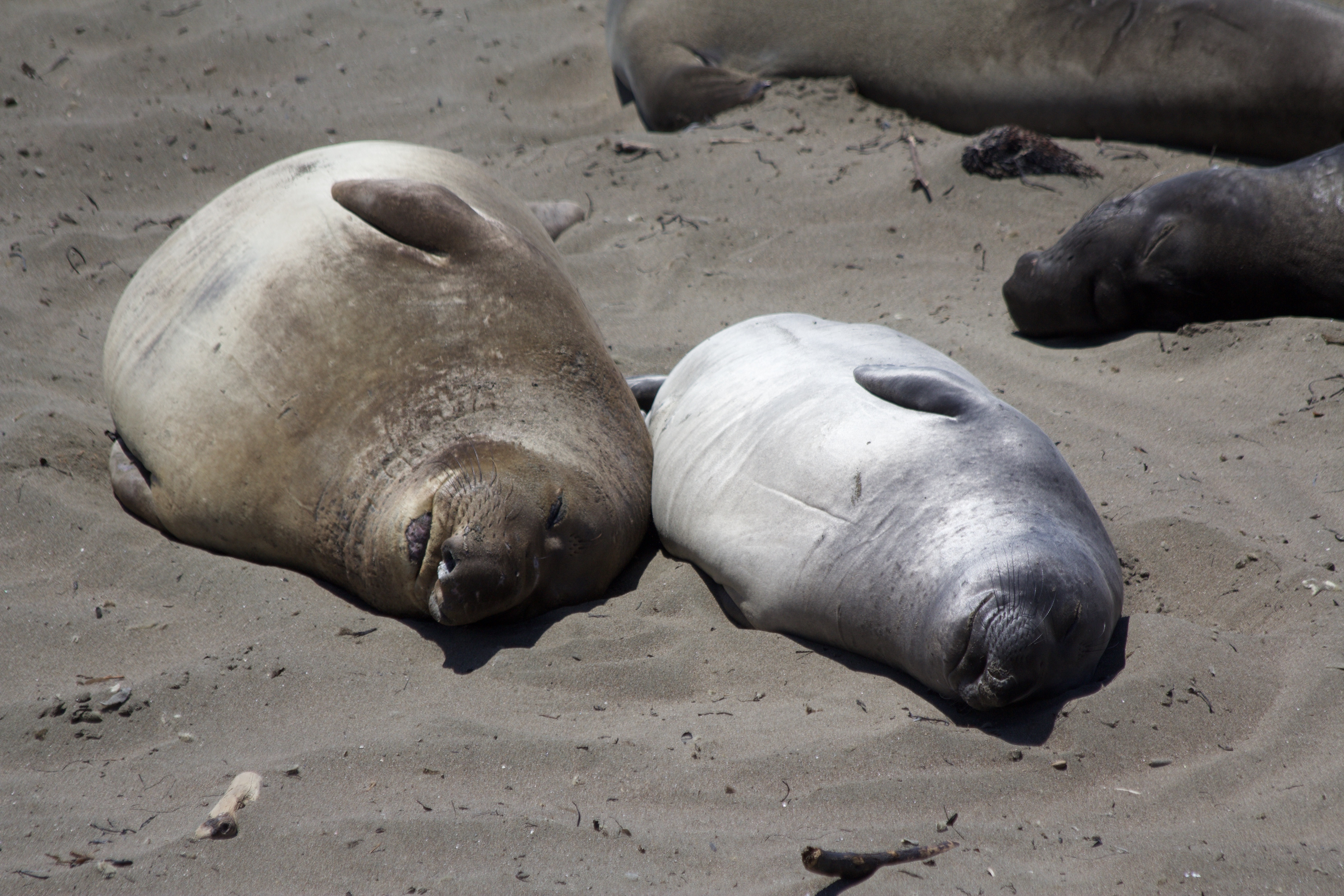 Califonia Seals