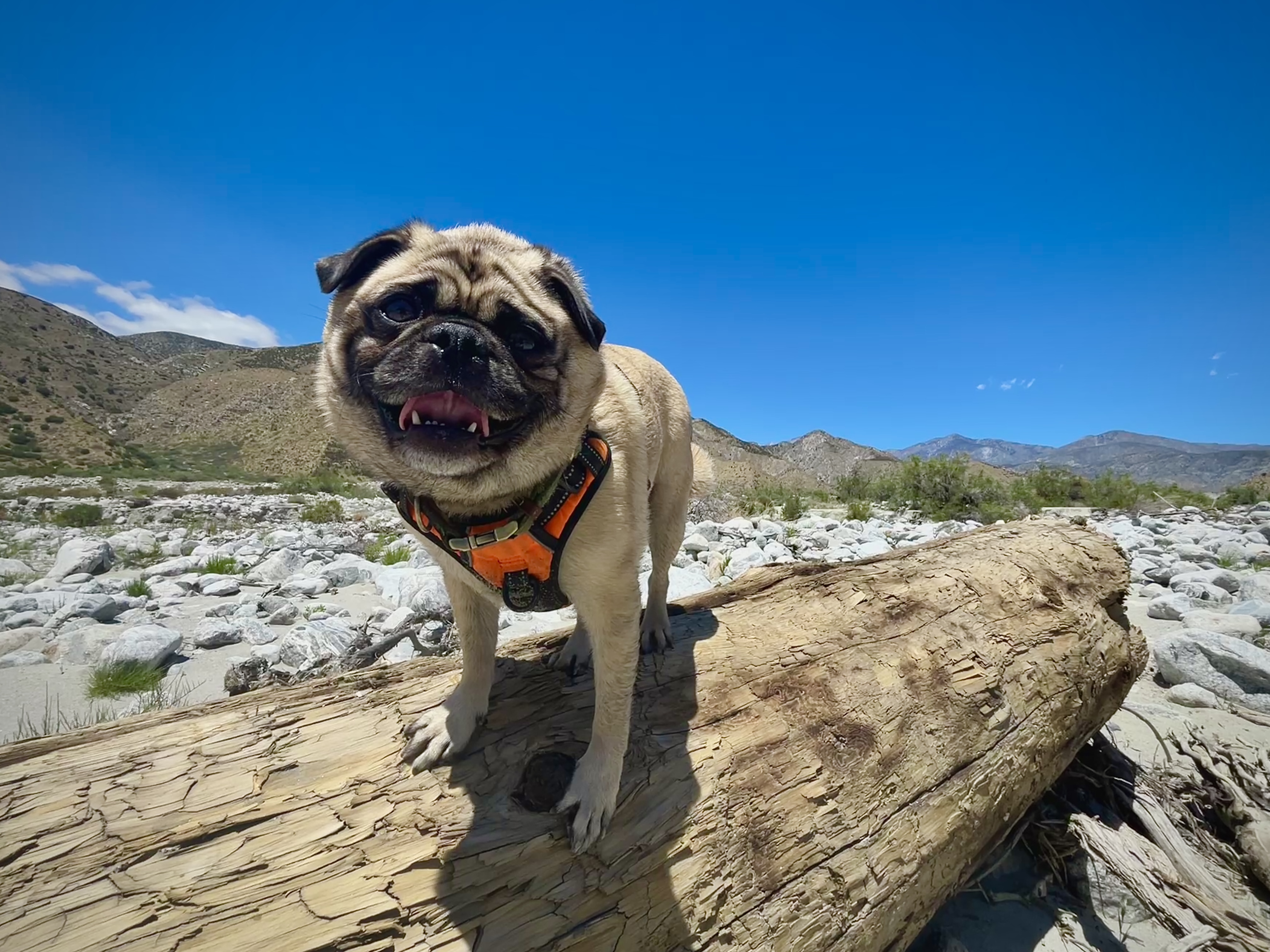 Toby Palm Springs