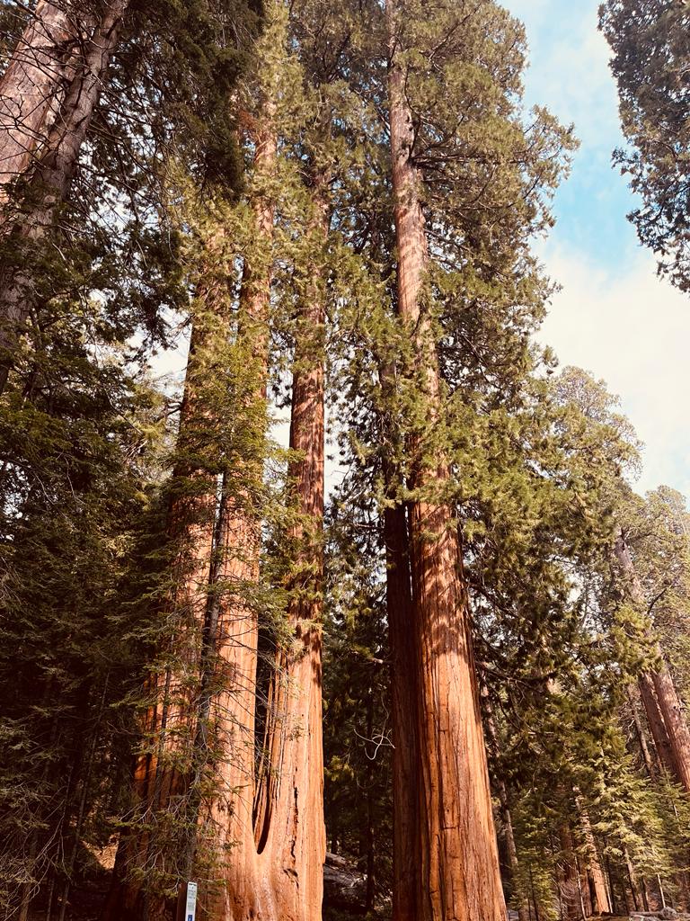 Sequoia Trees